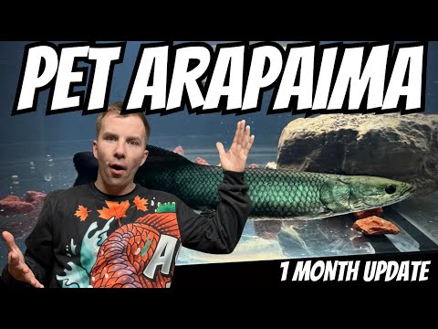 My PET ARAPAIMA | 1 MONTH UPDATE | Feeding and Measurements!
