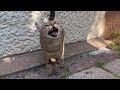 Cute Cat Wants Food By Meowing Loudly