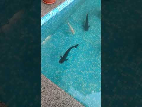 Big Cat Fish in pountain