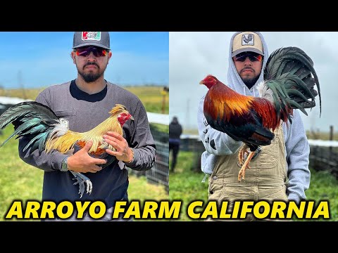 Napa California ARROYO FARM - Farm Visit Beautiful Quality Birds