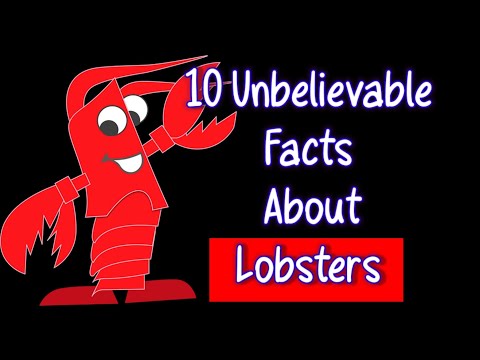 Do lobsters have teeth in their stomach?/ 10 unbelievable facts about lobsters....