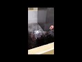 Přehrát video