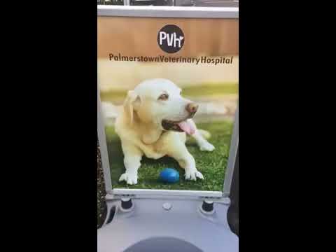 Mannequin Challenge PVH Style