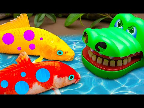 Stop Motion Free Fire Koi Fish,eel,frog,crab, Survival Battle Colorful Koi Fish Primitive Cooking