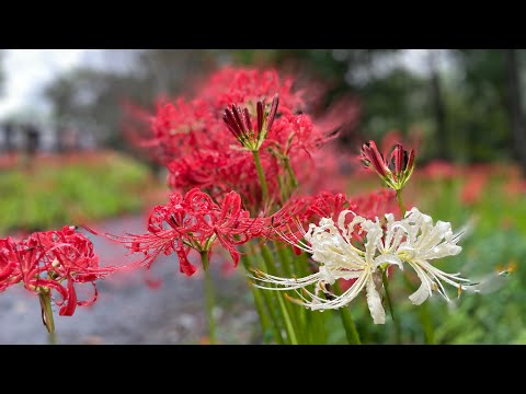  Butterfly garden – 25 枚のトップ写真から選ぶべき植物や花についてのアドバイス!  庭園