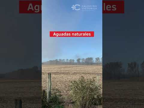 Video de YouTube - Campo en venta en Rio Negro 5661, 1.078 hectáreas agrícola, ganadero y forestal