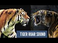 Tiger Roar Sound Effects | Tiger Sounds Angry | Loud Tiger Roar