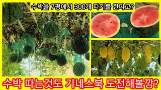 애플수박,흙수박 을 7평에서 300개를 딴다고?   솔림농원 텃밭 참외,주말농장,귀농귀촌,전원일기,인간극장