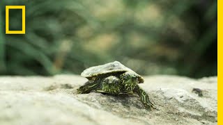What Causes Animals To Be Born With Two Heads | National Geographic