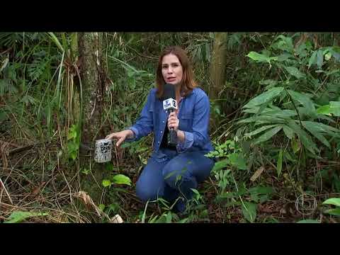 Legado das Águas Projeto mapeia o comportamento de onças para evitar a extinção da espécie
