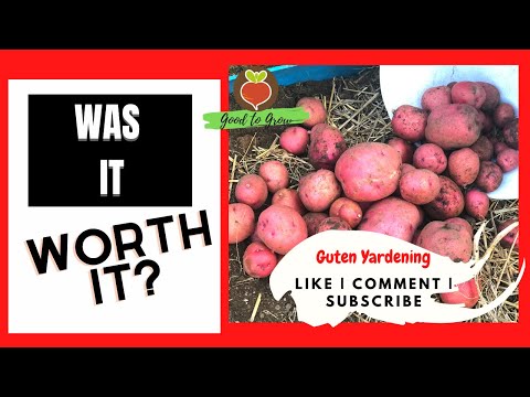 BIGGER Potatoes! / Late Potato Harvest from Containers | Urban Backyard Potato Harvest 2020 Prepping
