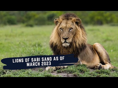 THE LIONS OF SABI SAND - LION DYNAMICS OF SABI SAND AS OF MARCH 2023 - EPISODE 11