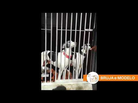 Incontriamo di nuovo Bruja e Modelo