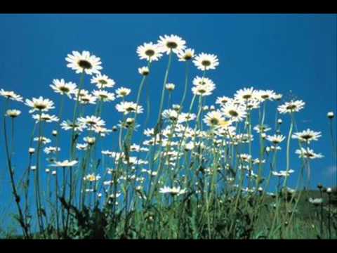 Canción creada para Armal