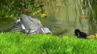 Pigeon Playing With Blackbird