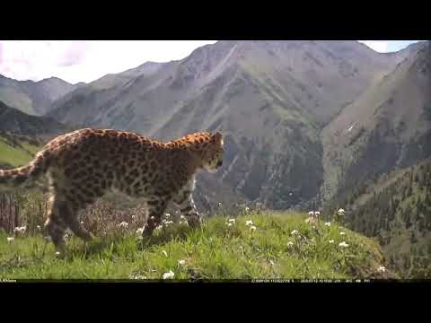 Snow leopard and leopard spotted in same area in Sichuan's reserve