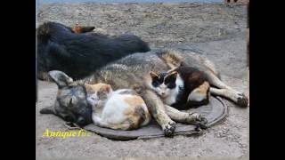 Callejero  Alberto Cortez