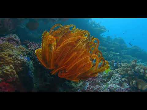 Fiji – Beautiful Walls, Soft Corals and Critters 12A - scuba diving video