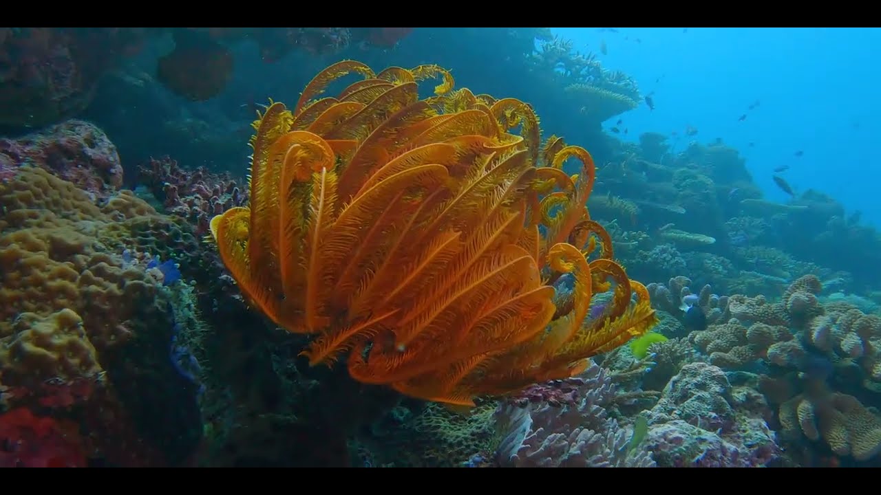 Thirteenth of 17 videos - Diving aboard "Naía" amongst multiple Fijian islands in pristine clear water