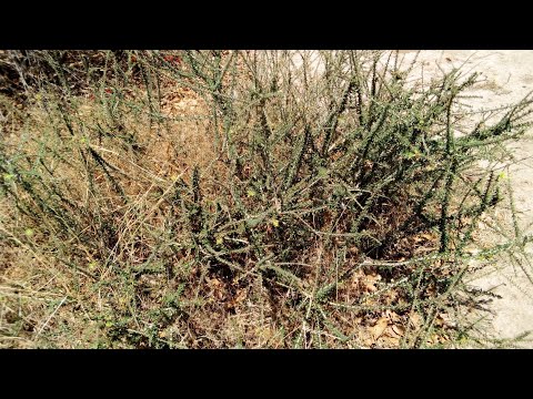 nguvu ya kalilila katika mapenzi na pesa  0684150612(Watsapp number +255657929022)