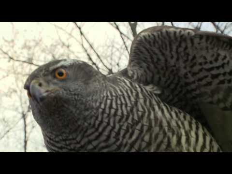 HAZAI VADÁSZ EXTRA - 2013. Januári adás