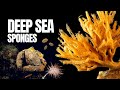 The Mysterious Realm Of Deep Sea Sponges