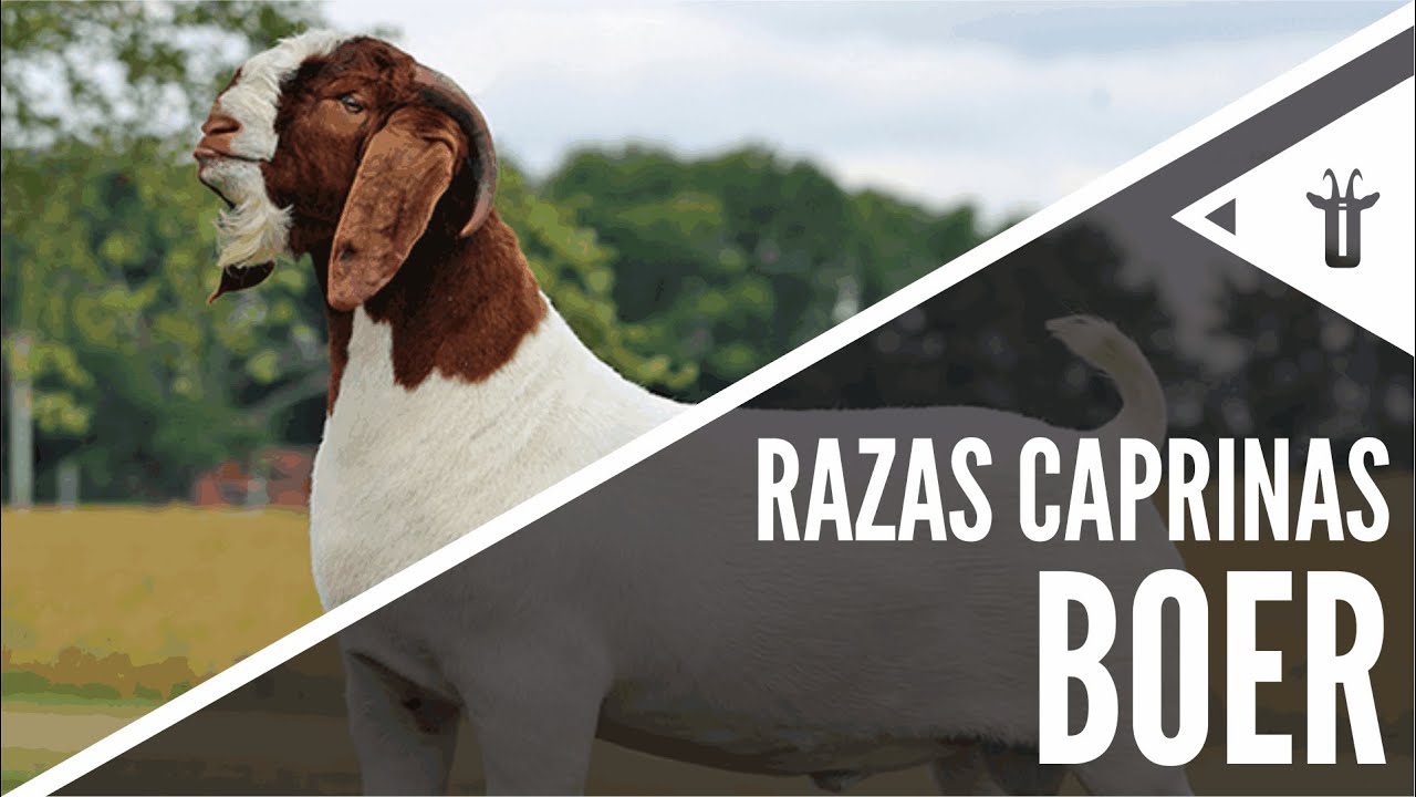 Boer | Razas caprinas