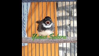 Download lagu Cukup 5 menit!!! Burung sikatan Kipas/jawa manapun bakal nyaut dan gacor mp3