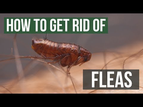 How to Get Rid of Fleas Guaranteed (4 Easy Steps)