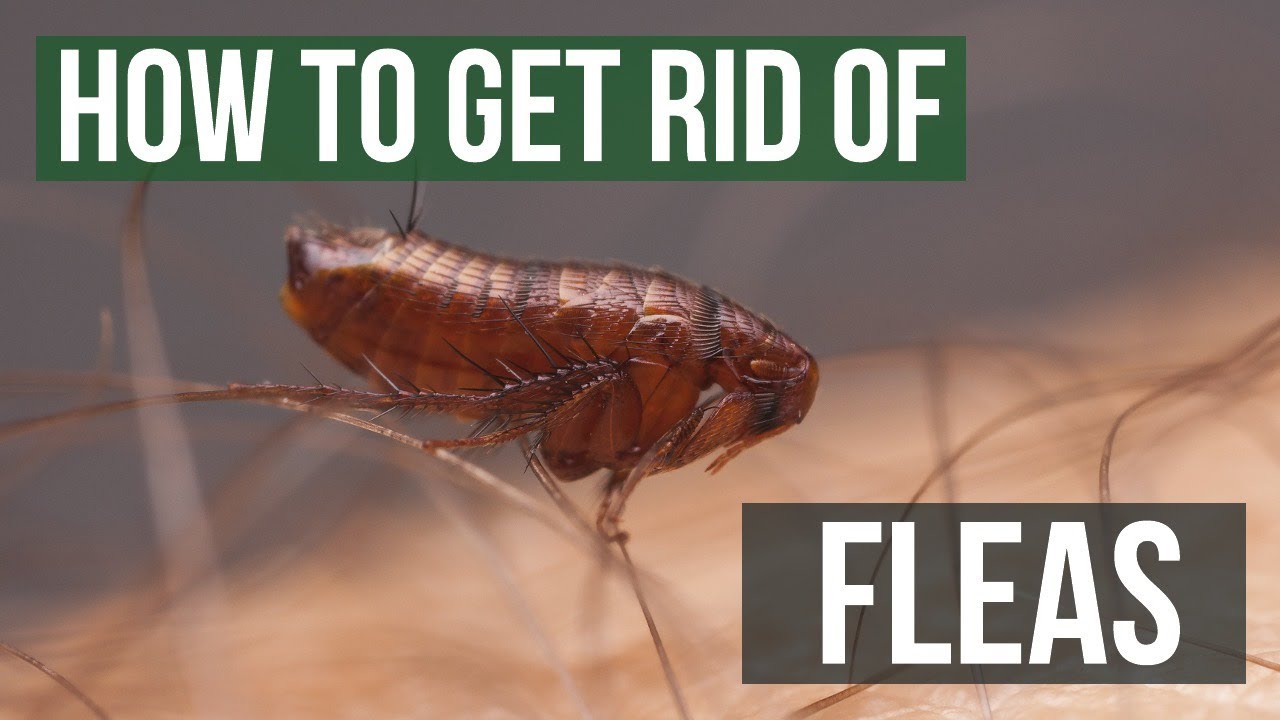 Flea Control: How To Get Rid of Fleas