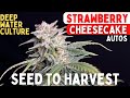 STRAWBERRY CHEESECAKE Autoflowers In Deep Water Culture Seed To Harvest