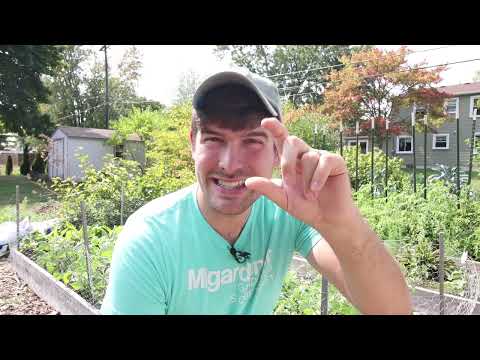 A Farmer's Guide to Mastering Growing Green Beans