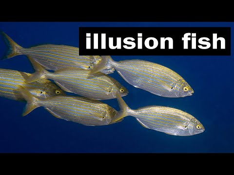 Sarpa salpa dream fish