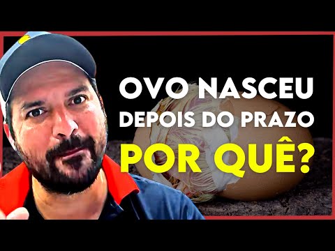 OVOS NASCENDO 2 dias depois NA CHOCADEIRA? Como assim?