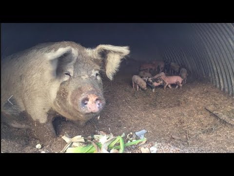 The case of the missing cow cakes
