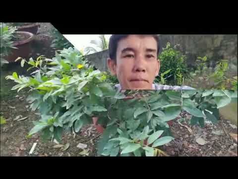 Tú Anh Mai Vàng | Cách tạo hình Mai dáng nghiêng