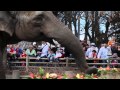 Развивающее видео. СЛОН в зоопарке 