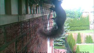Squirrel Removal via one way door