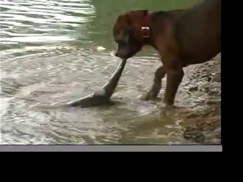 Perro pescador