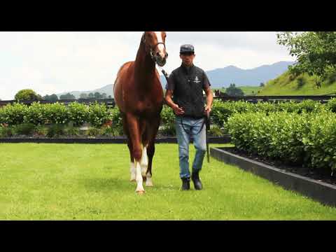 SHOOTING TO WIN X SEHAAB - Conformation