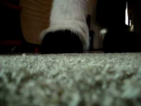 Fursuit Hufe 1. Bein mit Fell