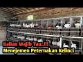 Menejemen Sukses Ternak Kelinci