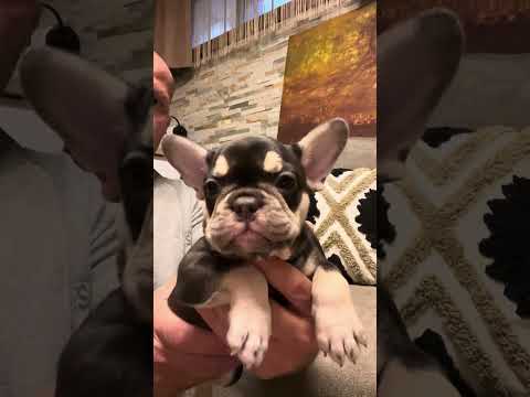 Video 1