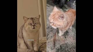 The cat with 5 watts of eyes still wants to hang out in the afternoon #funnycat #cat #cat #cuteca...