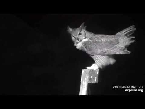 Great horned owls duet and mating (Charlo Montana Osprey Nest, 2/12/20).