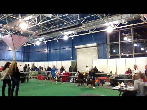 30.11.2013., MOLDOVA,champion female, best female and bob competitions.