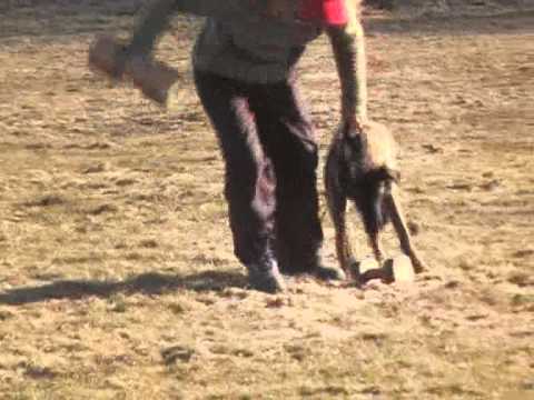 Poslušnost   Usaf De Alphaville Bohemia   věk 6 měsíců