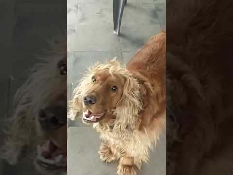 Farida catering service.    this dog is actor Sarathkumar dog