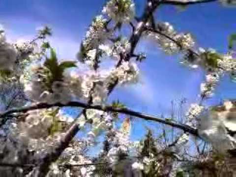 Hanami 2016 04 22 14 31 07