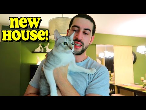 My CATS Reaction to Moving to a COZY CONDO 🏠  New Life Chapter for My CATS 😍